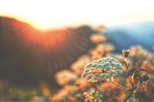 sun rise creeping through in nature