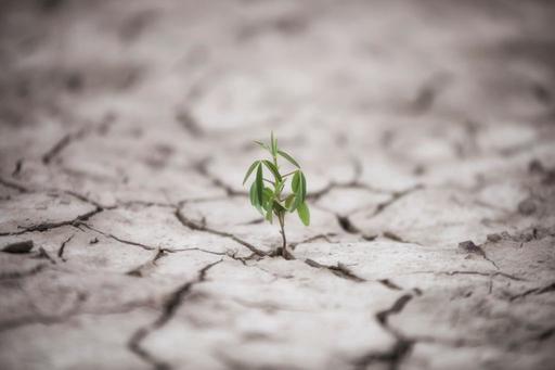 plant sprouting through baron land